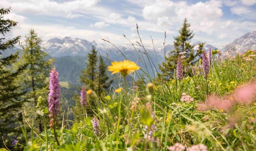 Sommer in Berchtesgaden